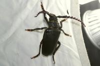 Prionus coriarius