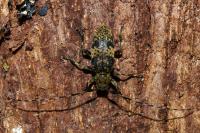 Leiopus linnei/nebulosus