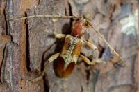 Trichoferus pallidus