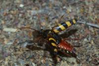 Leptura aurulenta