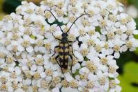 Leptura quadrifasciata