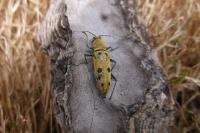 Chlorophorus glabromaculatus