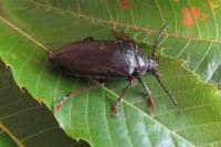Prionus coriarius