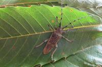 Saperda carcharias