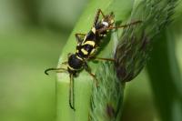 Clytus arietis