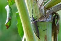 Aromia moschata