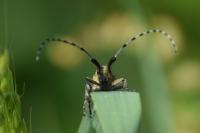 Agapanthia villosoviridescens