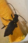 Stictoleptura scutellata