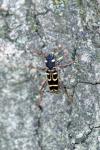 Xylotrechus arvicola