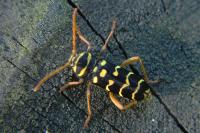 Plagionotus arcuatus