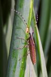 Agapanthia asphodeli