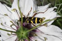 Clytus arietis
