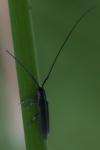 Calamobius filum