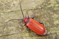 Pyrrhidium sanguineum