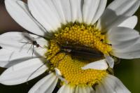 Agapanthia cardui