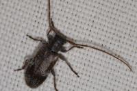 Exocentrus adspersus