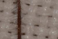 Exocentrus adspersus