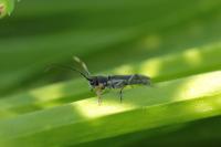 Phytoecia cylindrica