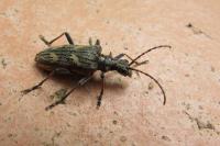 Rhagium bifasciatum