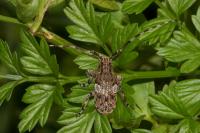 Mesosa nebulosa