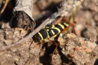 Clytus arietis