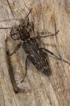 Xylotrechus rusticus