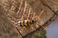 Leptura aurulenta