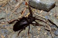 Prionus coriarius
