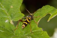 Clytus arietis
