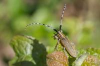 Agapanthia villosoviridescens