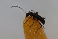 Grammoptera ruficornis
