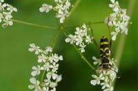 Clytus arietis