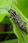 Xylotrechus rusticus