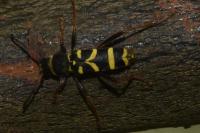 Clytus arietis