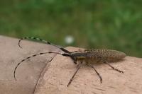 Agapanthia villosoviridescens