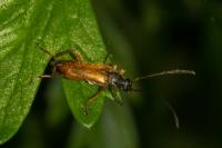 Alosterna tabacicolor