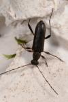 Grammoptera ruficornis