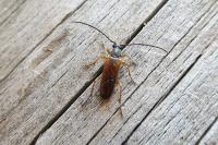 Alosterna tabacicolor