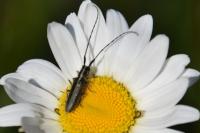Agapanthia cardui
