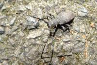 Morimus asper