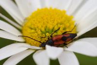 Stenurella bifasciata