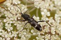 Chlorophorus sartor