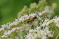 Stenurella bifasciata