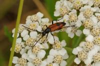 Stenurella bifasciata