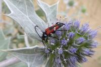 Stictoleptura cordigera