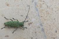 Saperda punctata
