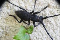 Morimus asper