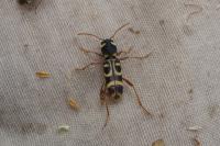 Xylotrechus arvicola