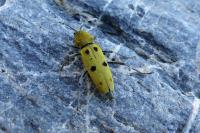 Chlorophorus glabromaculatus