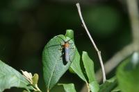 Oberea oculata